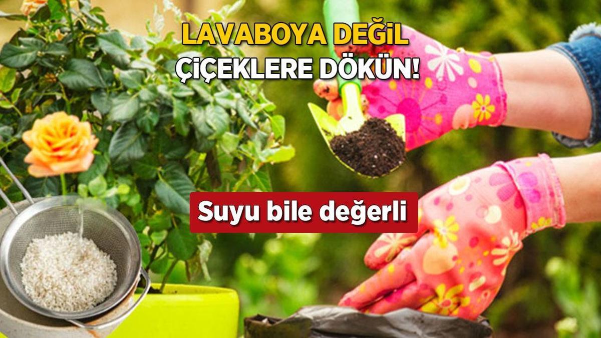 Lavaboya değil çiçeklere dökün, gübre yerine geçiyor! Can suyu olacak
